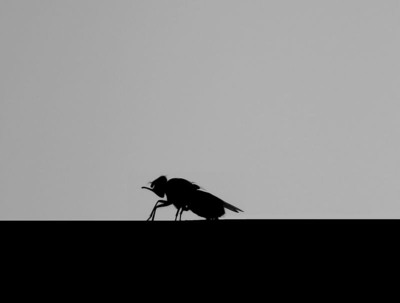 A MOSCA