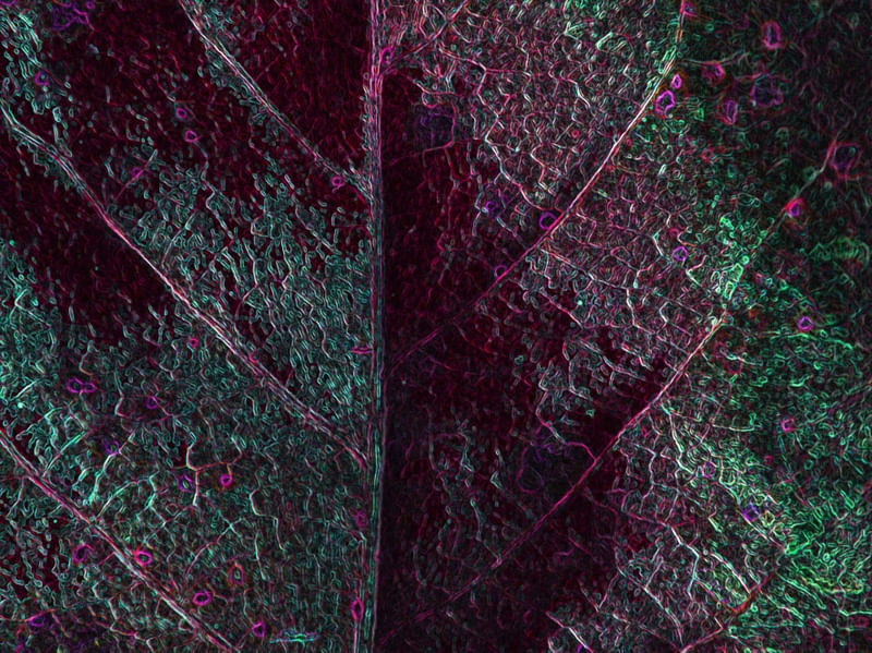 FOLHA COLORIDA NEON