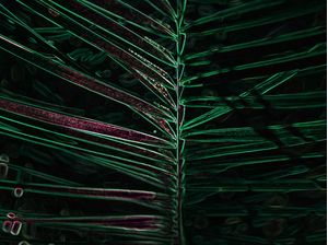 FOLHAGEM DETALHES ROSA