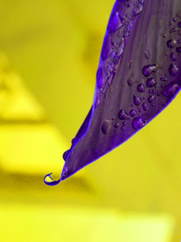 FOLHA GOTINHAS ROXO E AMARELO