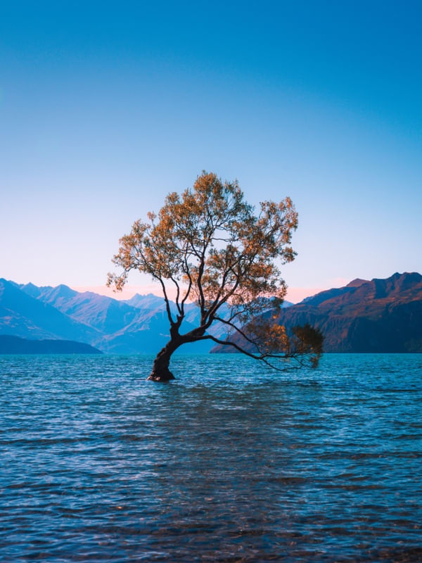 ÁRVORE NO LAGO AZUL