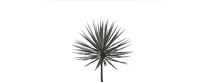 MINIMAL PLANT