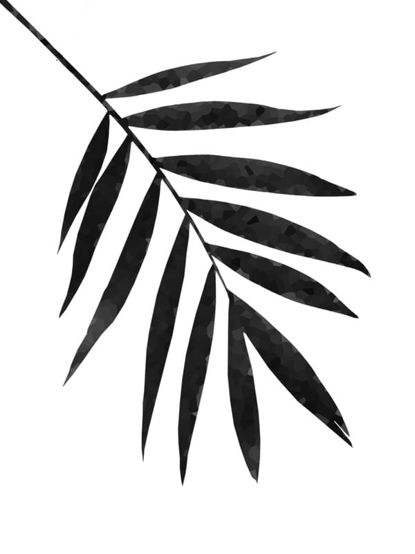 PLANTA BLACK