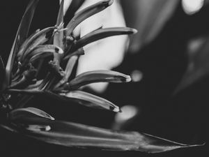 FLOR PRETO E BRANCO PEVEÉSI