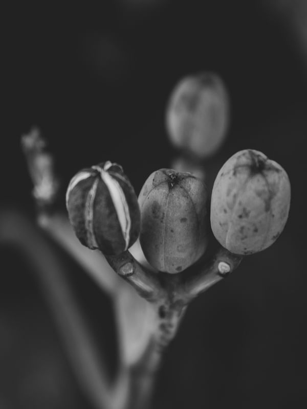 BROTO DE FLOR