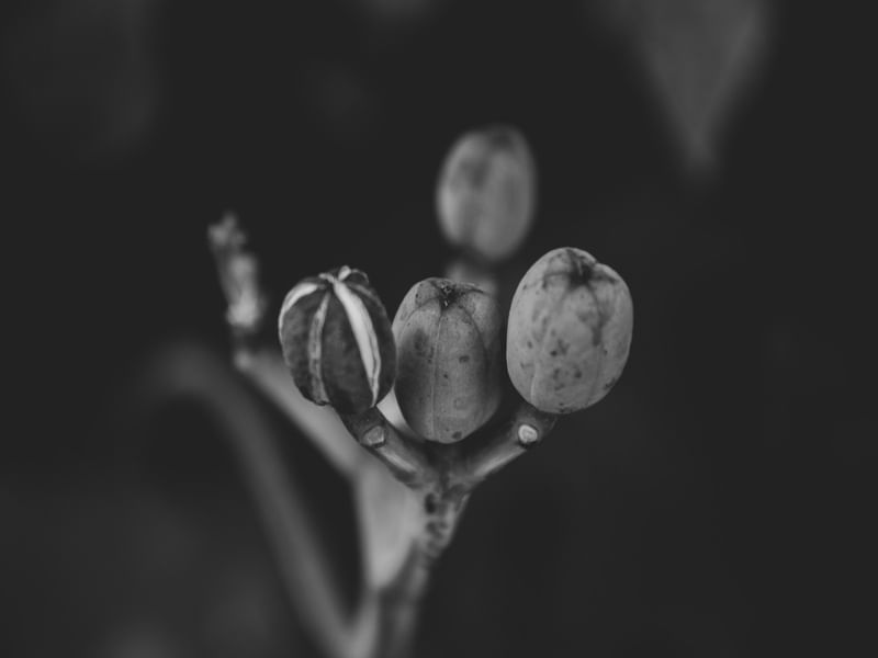 BROTO DE FLOR 2