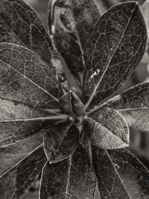 BROTO B&W