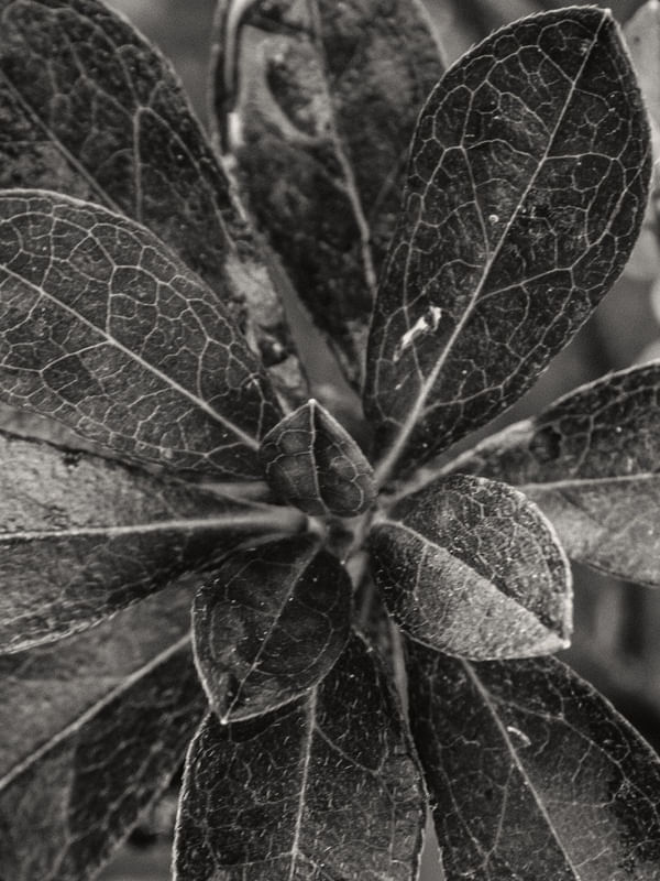 BROTO B&W