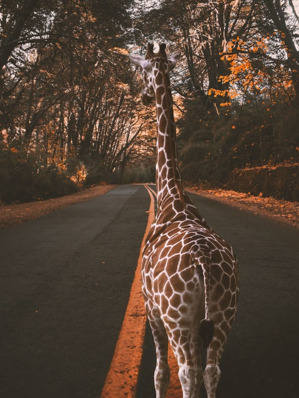 GIRAFA NA ESTRADA