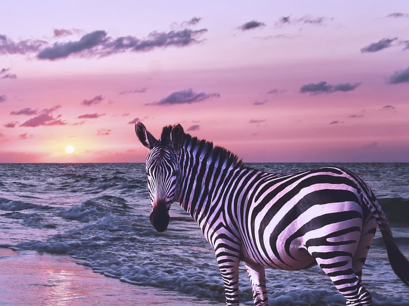 ZEBRA NA PRAIA