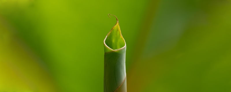 BROTO DE BANANEIRA