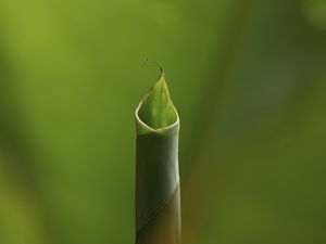 BROTO DE FOLHA DE BANANEIRA