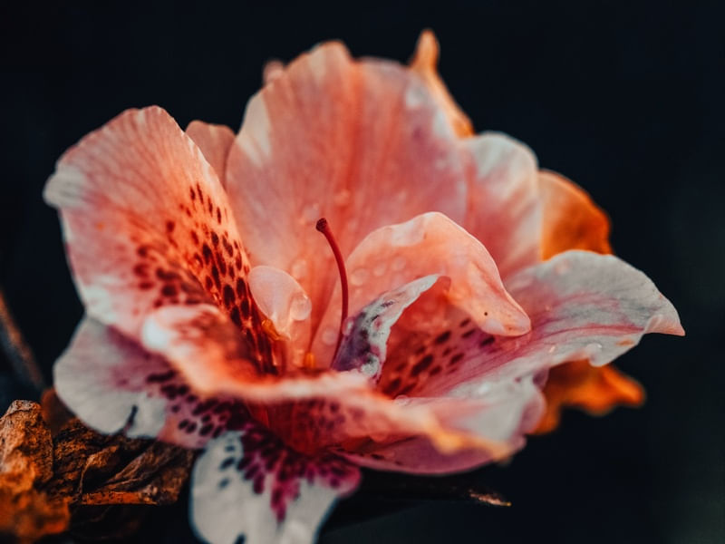 FANTÁSTICA FLOR