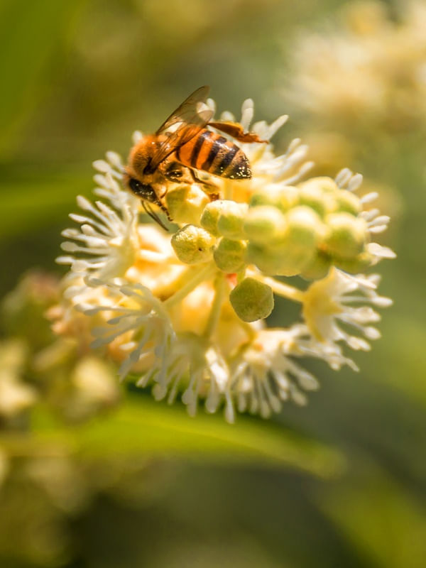 ABELHA E FLOR