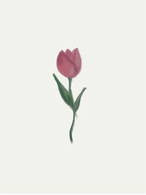 TULIPA TRIO 2