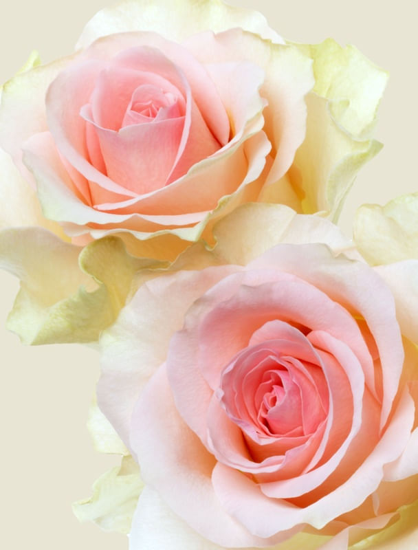 ROSAS CLARAS