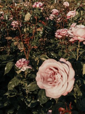 FLORES DE LONDRES 5