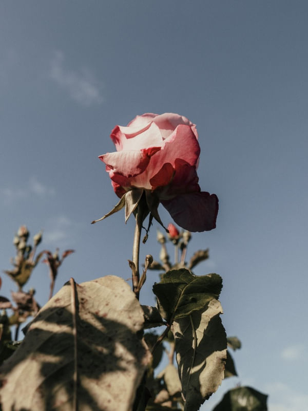 FLORES DE LONDRES 6