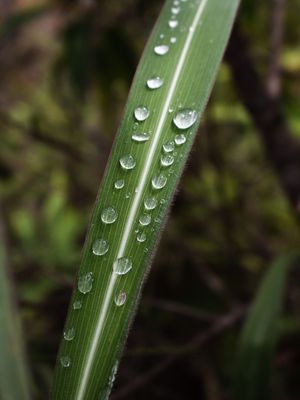 GOTAS DE AGUA DO CERRADO