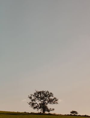ÁRVORE SOLITÁRIA NA CAMPINA