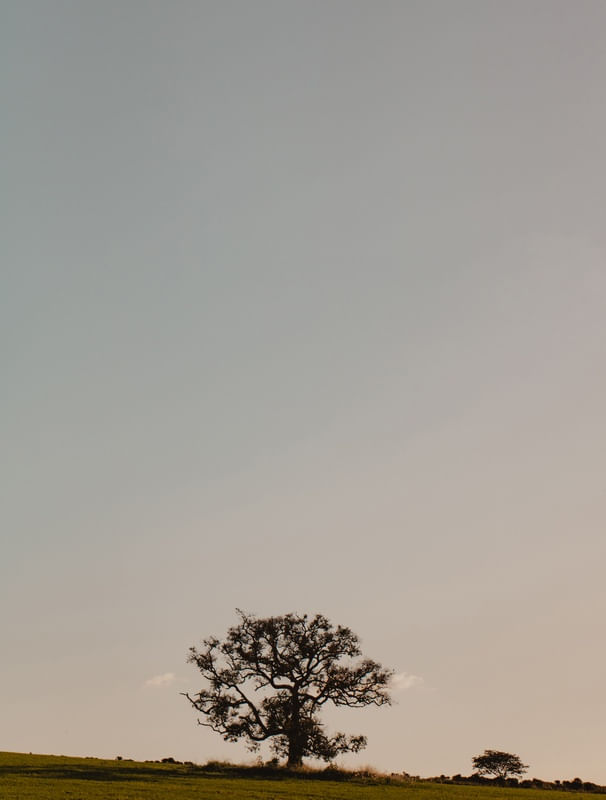 ÁRVORE SOLITÁRIA NA CAMPINA