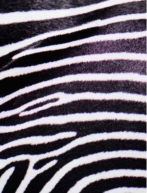 ZEBRA LISTRAS