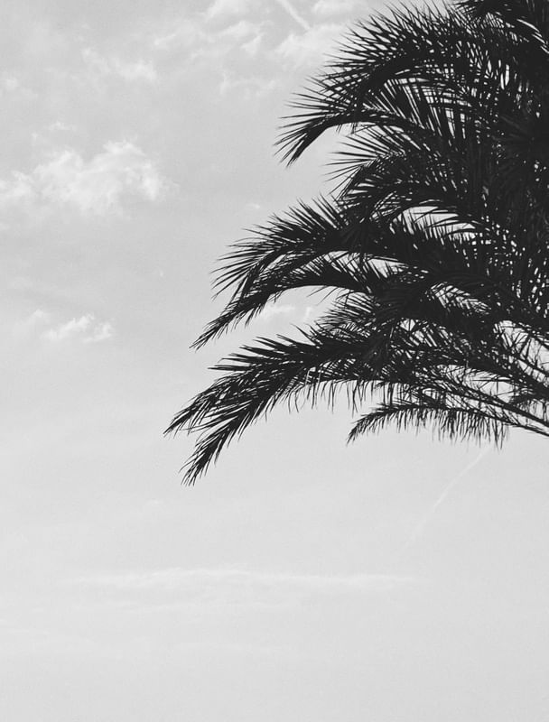 THE-PALM BYALINEFROESS