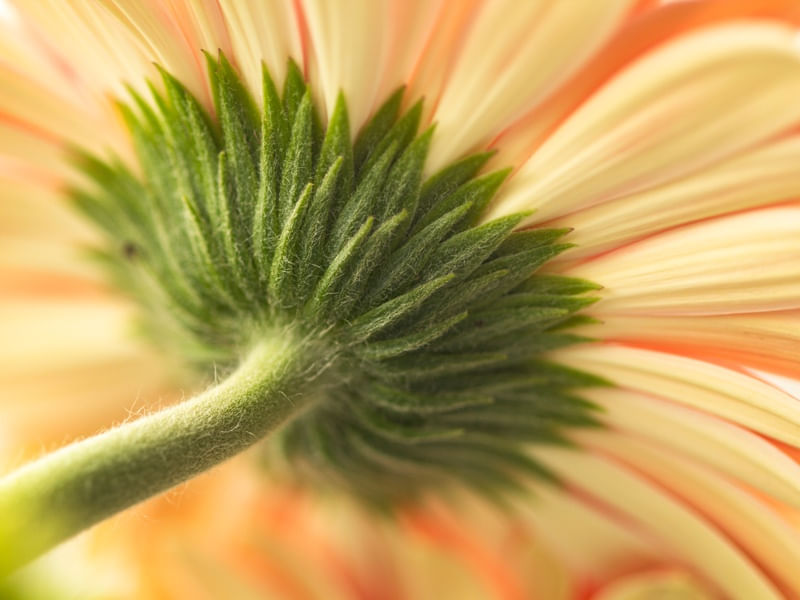 GERBERA RR
