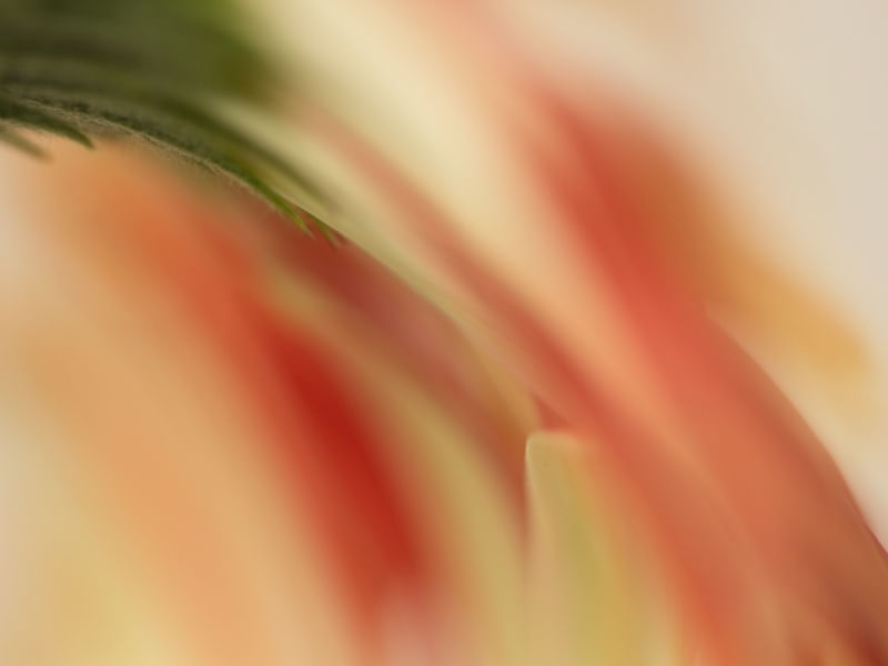 GERBERA RR4