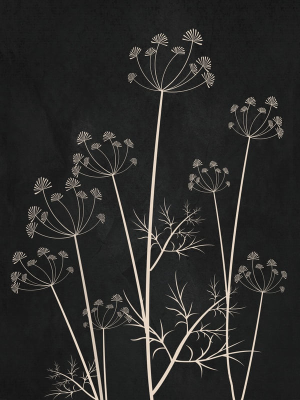MINIMALIST DANDELION 1