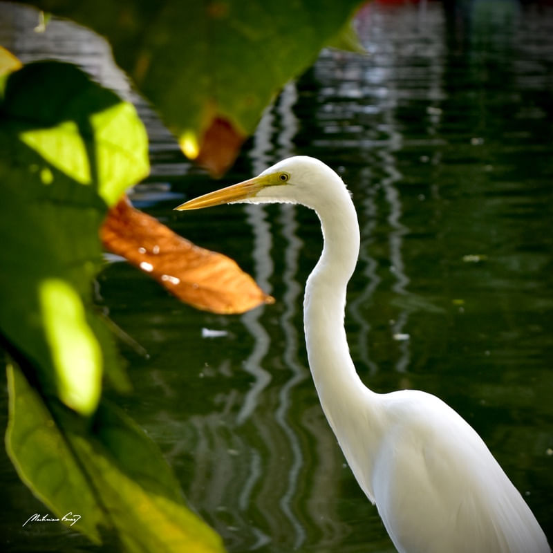 GARÇA NO PARQUE