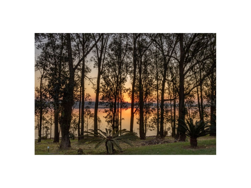FIM DE TARDE ENTRE AS ÁRVORES