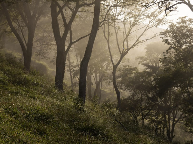 O NEVOEIRO NA SELVA