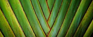 GRADIENTE RAVENALA MADAGASCARIENSIS