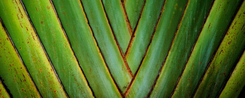 GRADIENTE RAVENALA MADAGASCARIENSIS