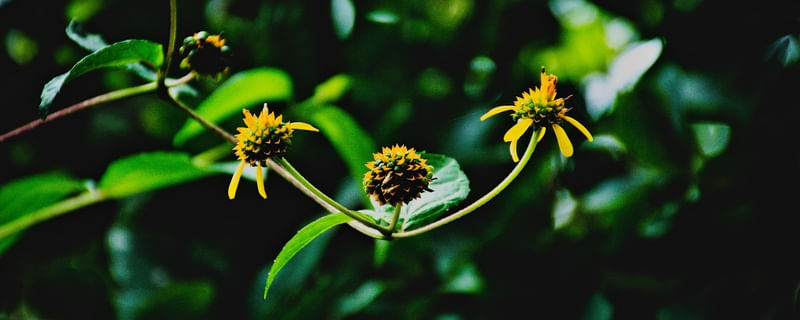 TILESIA BACCATA -MARGARIDINHA-DE-FRUTA