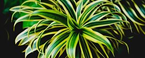 DRACAENA REFLEXA EM FAIXA
