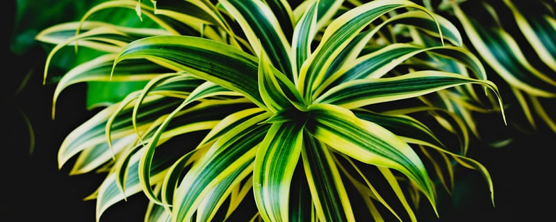 DRACAENA REFLEXA EM FAIXA