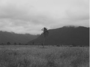 PALM TREE ON THE HILL CONTOUR