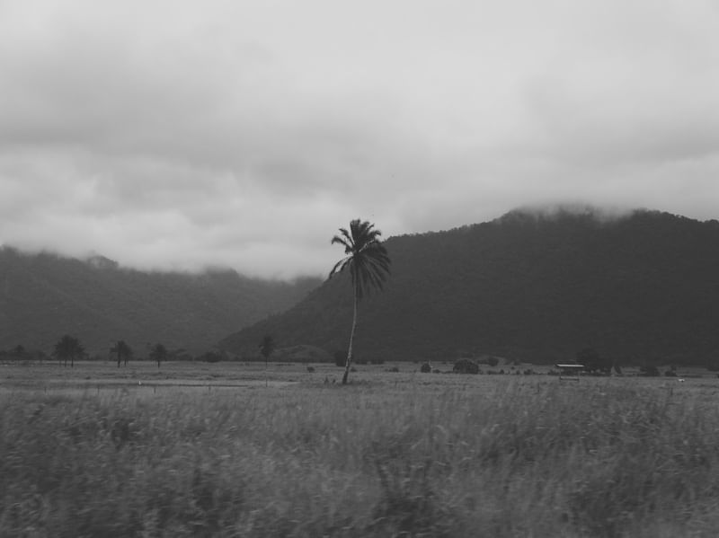 PALM TREE ON THE HILL CONTOUR