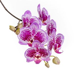 ORQUÍDEA ROXA SQUARE MNMTE