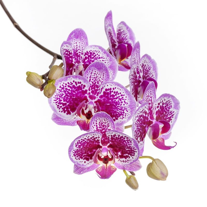 ORQUÍDEA ROXA SQUARE MNMTE