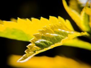 LEAF DETAIL