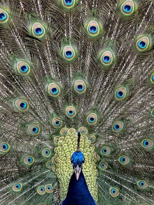 PAVÃO EM CORES