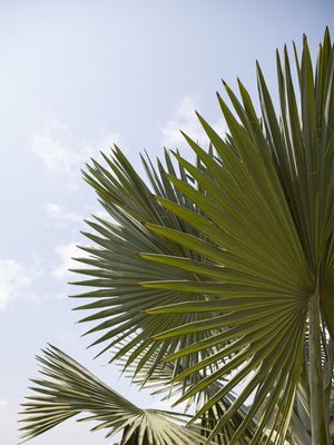TREE TEXTURES