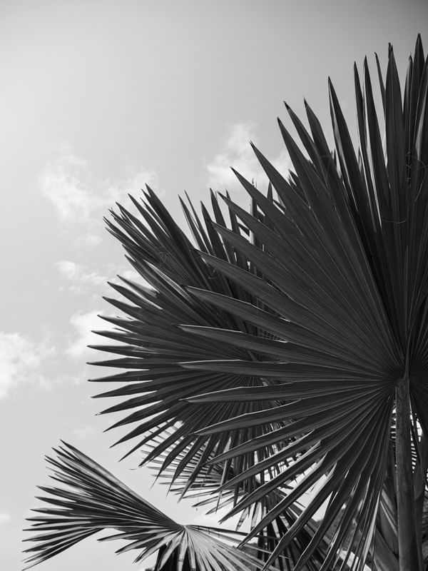 TREE TEXTURES BW