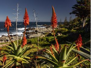 PLANTAS NA BEIRA DO MAR