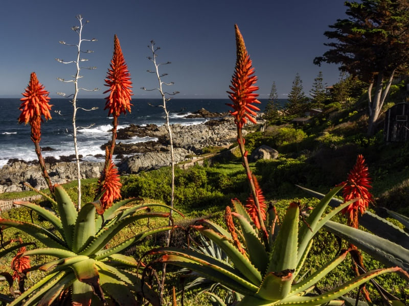 PLANTAS NA BEIRA DO MAR