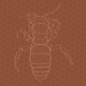 BOHO BEE