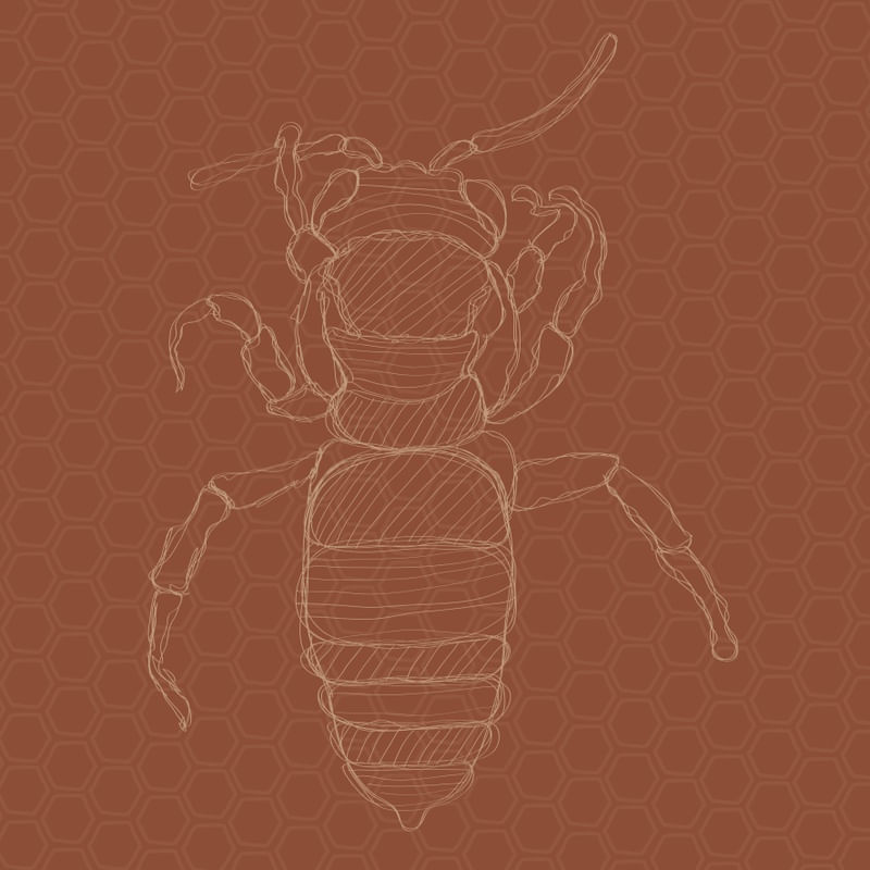 BOHO BEE